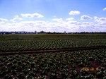ForestHill61.jpg
